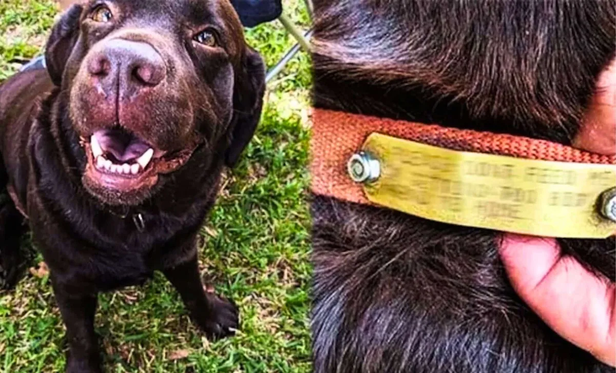 En hunds trogna resa genom samhällets ögon