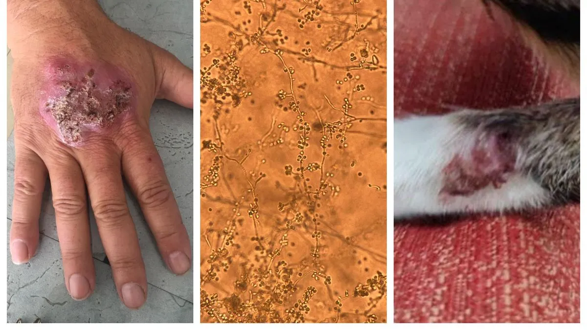 Ny svampart orsakar utbrott i Uruguay efter överföring från katter