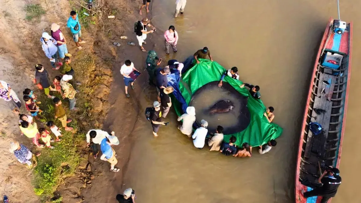 Världens största sötvattensfisk hittad i Mekongfloden