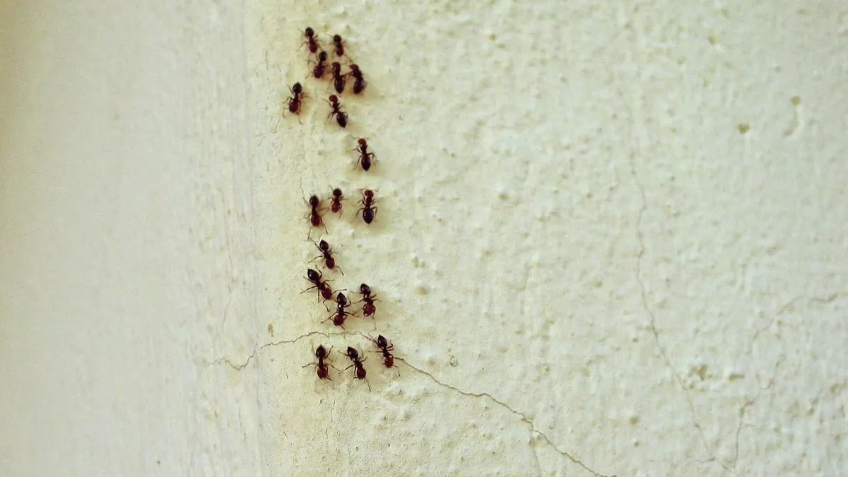 När myrorna invaderar: bara ett hushållsproblem eller något mer?